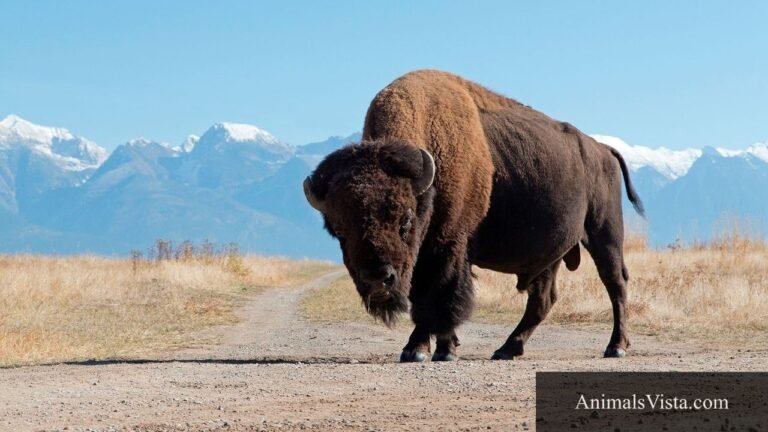 animals with big foreheads