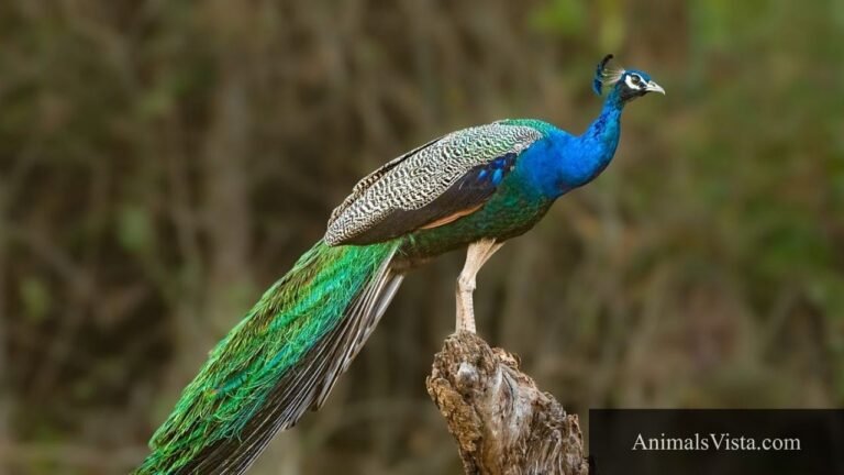 animals with long tails
