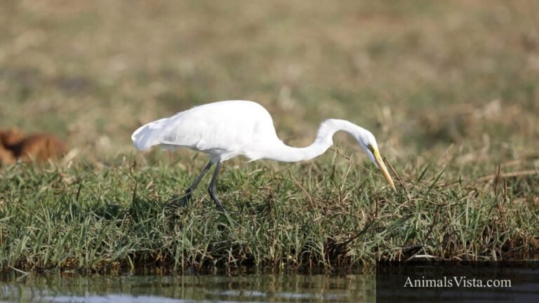 birds with long necks