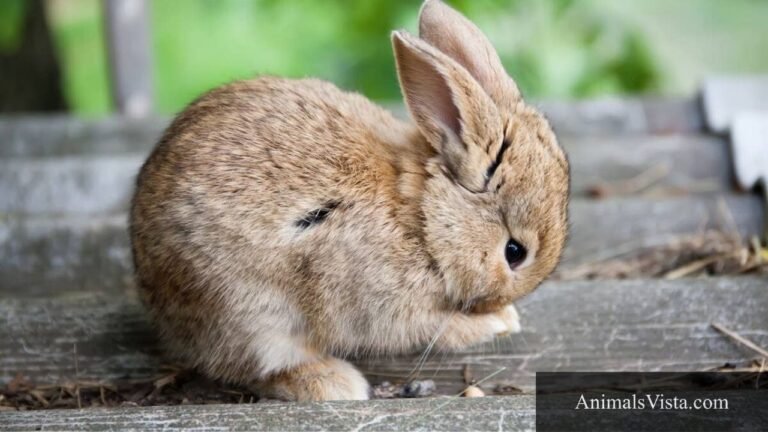 cleanest animals